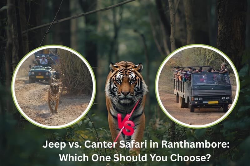 jeep-vs-canter-safari-in-ranthambore-which-one-should-you-choose