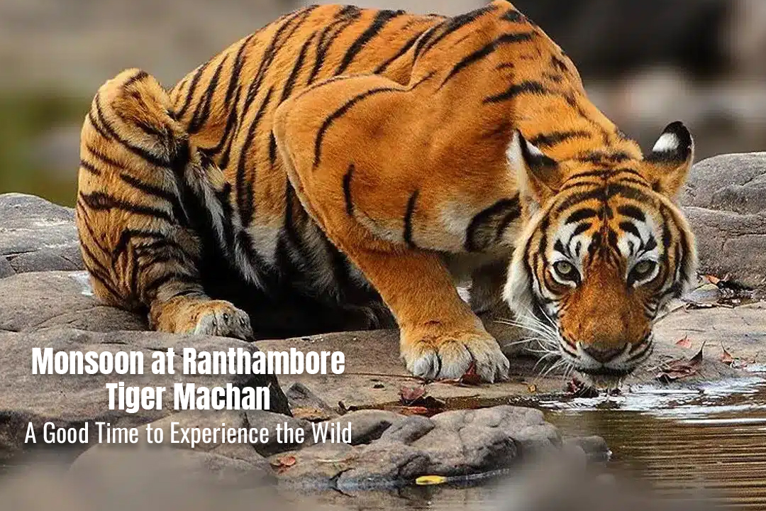 monsoon-at-ranthambore-tiger-machan-a-good-time-to-experience-the-wild