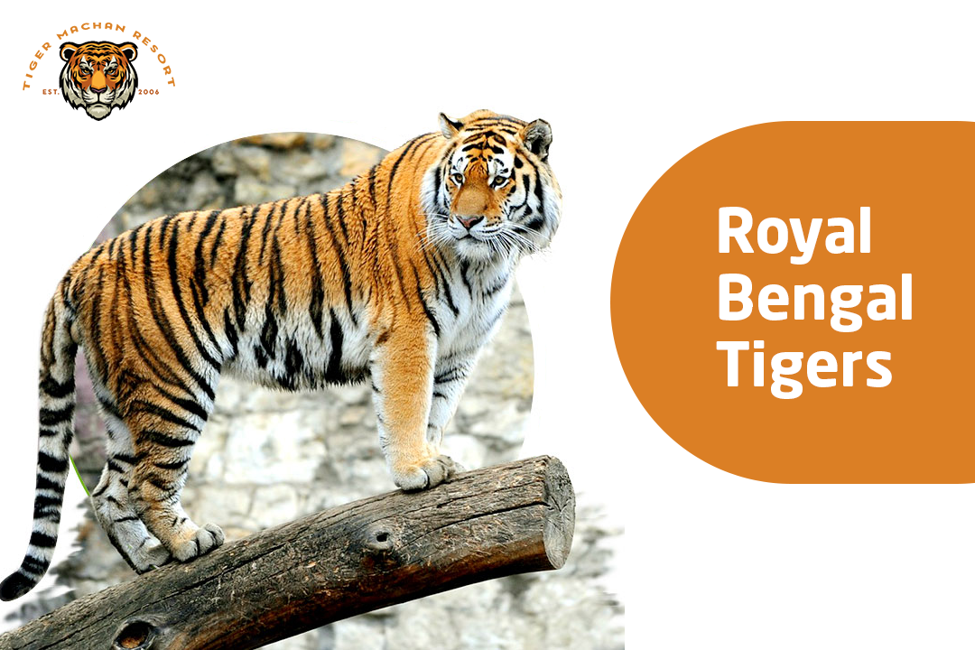 Royal Bengal Tigers