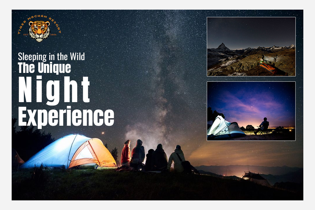 sleeping-in-the-wild—the-unique-night-experience