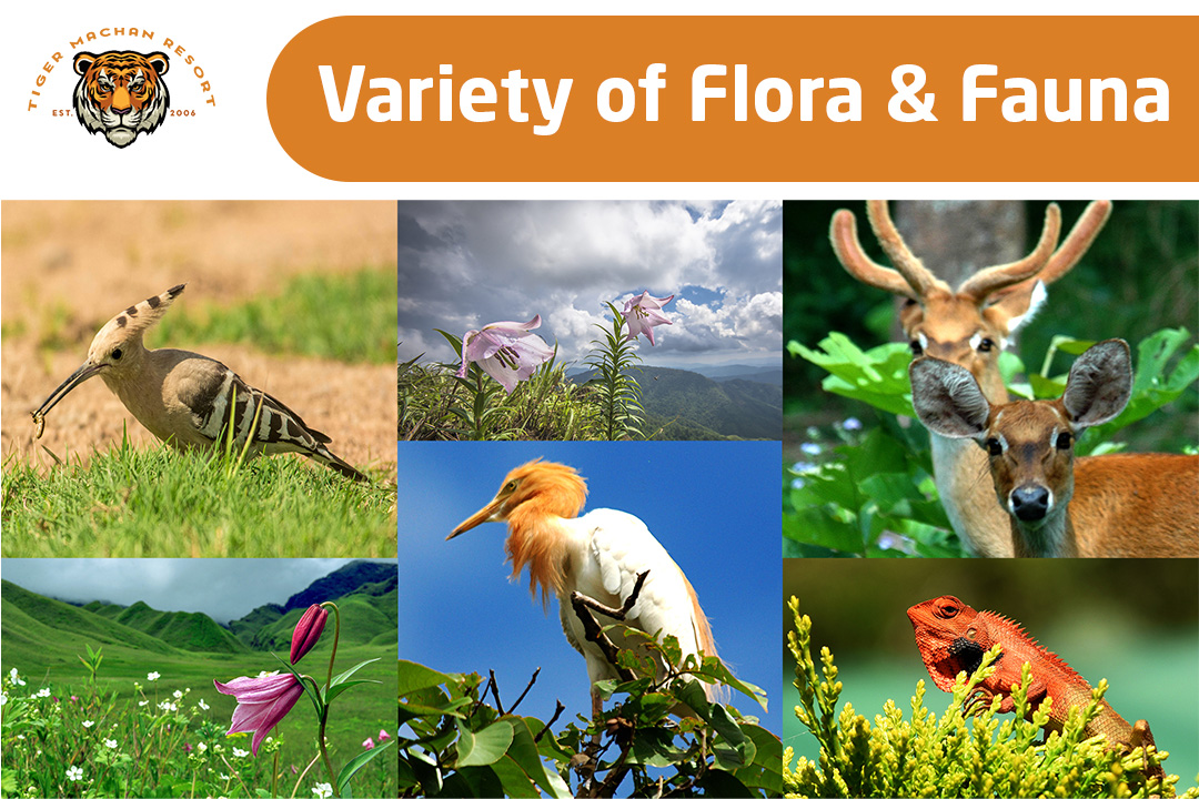 Variety of Flora & Fauna