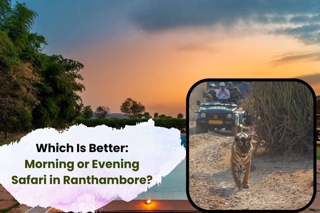 which-is-better-morning-or-evening-safari-in-ranthambore