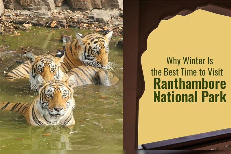 why-winter-is-the-best-time-to-visit-ranthambore-national-park