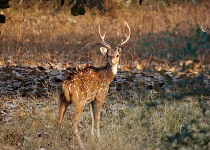 Ranthambore Deer