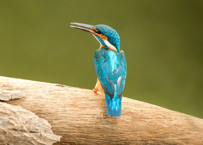 Ranthambore Kingfisher